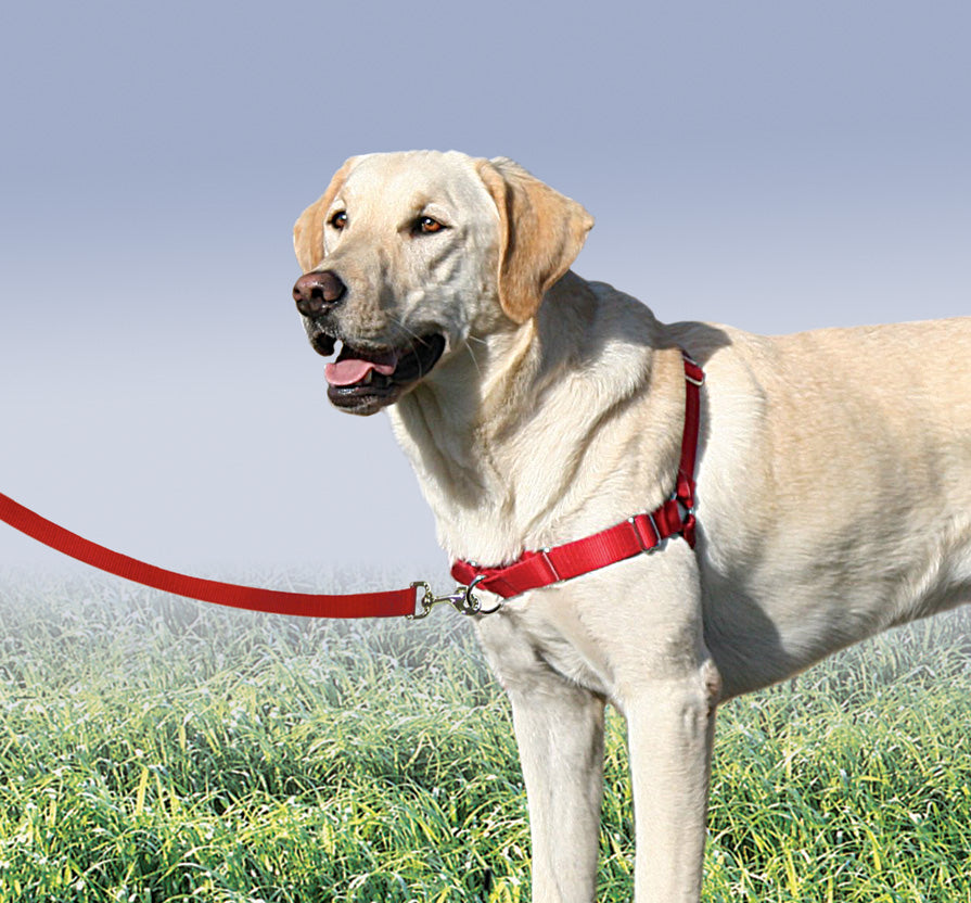 how to put a easy walk dog harness on