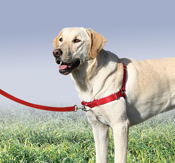 Easy Walk Harness The Salty Dog Seabrook